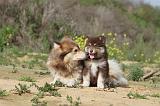 CHIEN FINNOIS DE LAPONIE 381